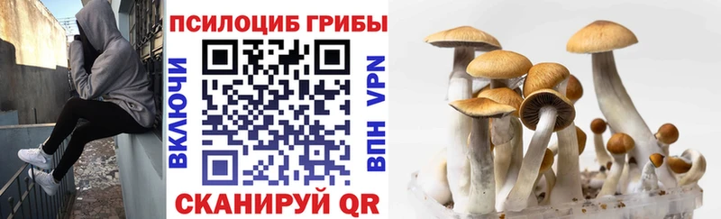 наркотики  Сурск  Псилоцибиновые грибы Psilocybine cubensis 